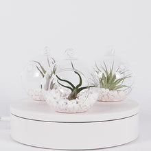 Load and play video in Gallery viewer, Air Plant Tillandsia Trio - Glass Globe Orbs
