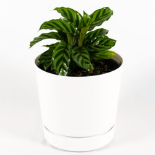 Load image into Gallery viewer, Freddie Calathea
