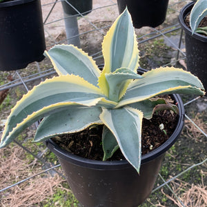 Ivory Curls Agave