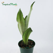 Load image into Gallery viewer, Moonshine Snake Plant Sansevieria
