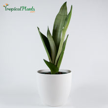 Load image into Gallery viewer, Moonshine Snake Plant Sansevieria
