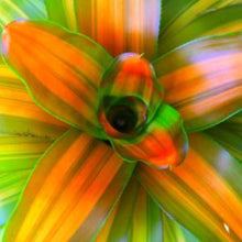 Load image into Gallery viewer, Tropical Plant Orange Crush Bromeliad Neoregelia in pot closeup 
