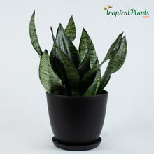 Load image into Gallery viewer, Robusta Snake Plant (Sansevieria Trifasciata)
