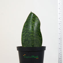 Load image into Gallery viewer, Whale Fin Snake Plant Sansiveria
